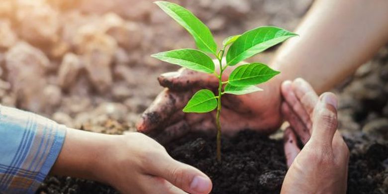 Intip Cara Yang Benar Menanam Pohon Di Rumah Halaman All Kompas Com Intip Cara Yang Benar Menanam Pohon Di Rumah Halaman All Kompas Com