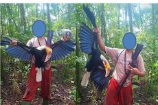 Viral soal Pria Menembak Burung Rangkong, Ini Tanggapan KLHK