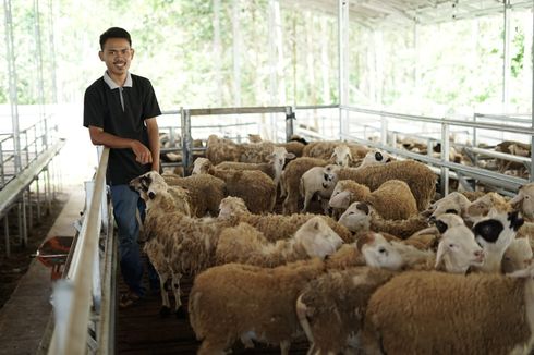 Berdayakan Masyarakat, Sentra Ternak Dompet Dhuafa Lampung Rekrut Peternak Muda