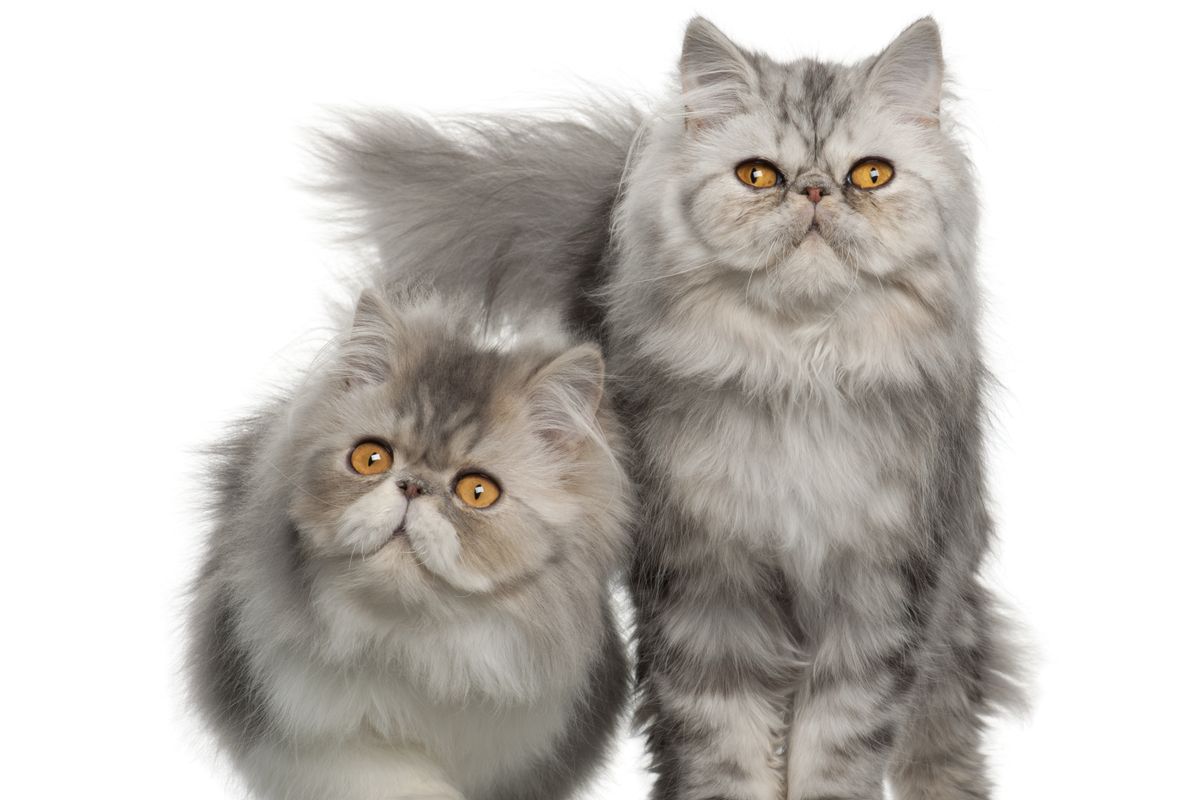 Ilustrasi kucing Persia.
