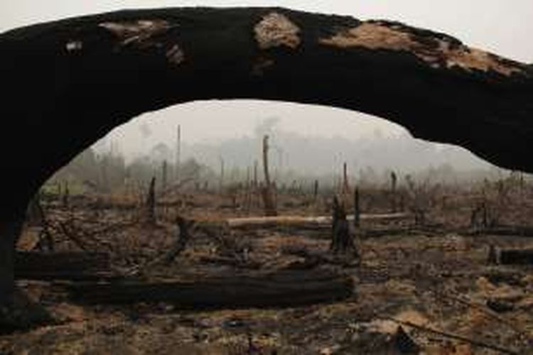 Tanaman kelapa sawit di areal inti Taman Nasional Tesso Nilo (TNTN). Sejauh mata memandang hanya ada sawit di sela-sela tunggul kayu terbakar. 