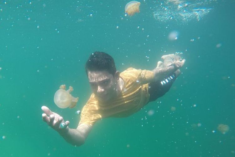 Wisatawan berenang bersama ubur-ubur di Danau Kakaban.