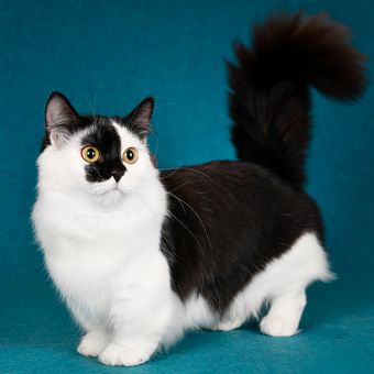 Ilustrasi kucing Munchkin dengan warna bulu hitam putih.