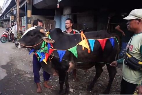 Penanda Sapi Sehat, Hewan Kurban di Tanjung Priok Diberi Pita Warna-warni