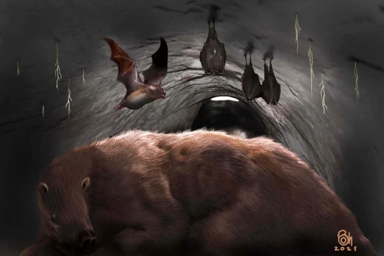 Ilustrasi kelelawar vampir raksasa berada di sarang kukang. Fosil tulang dari spesies kelelawar yang telah punah ini ditemukan di sebuah gua di Argentina.