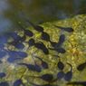 Perbedaan Sistem Pernapasan Berudu dan Katak Dewasa