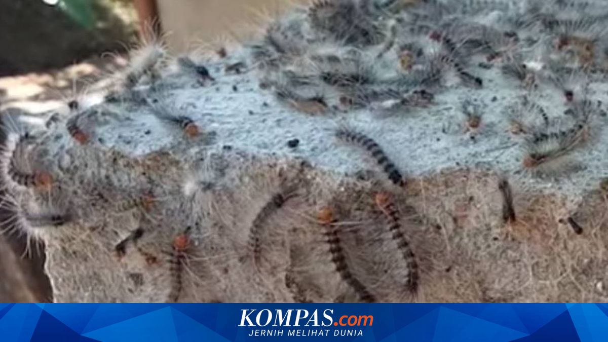 Ulat Bulu Serang Pasuruan, Masuk Rumah hingga Jumlahnya Bisa Seember