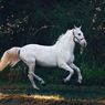 Temuan Baru, Kuda Perang Abad Pertengahan Lebih Kecil dari Kuda Poni