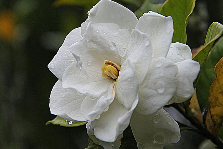 Ilustrasi tanaman hias bunga Gardenia. 