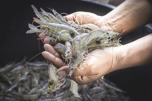 Ada UU Cipta Kerja, Izin Budidaya Tambak Udang Jadi Satu Pintu