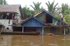 Ribuan Batang Lada Siap Panen Rusak Dihantam Banjir