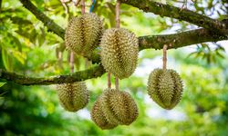 6 Hama Pohon Durian dan Cara Membasminya, Ulat hingga Kutu Putih