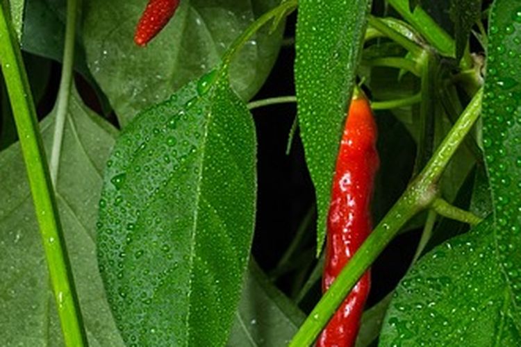 Ilustrasi tanaman cabai di musim hujan