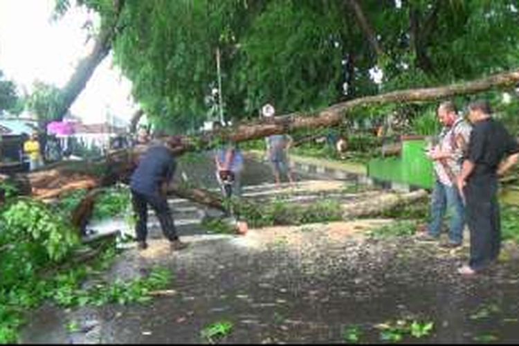 Pohon tumbang di Jalan Sudirman Pangkalpinang Kepulauan Bangka Belitung