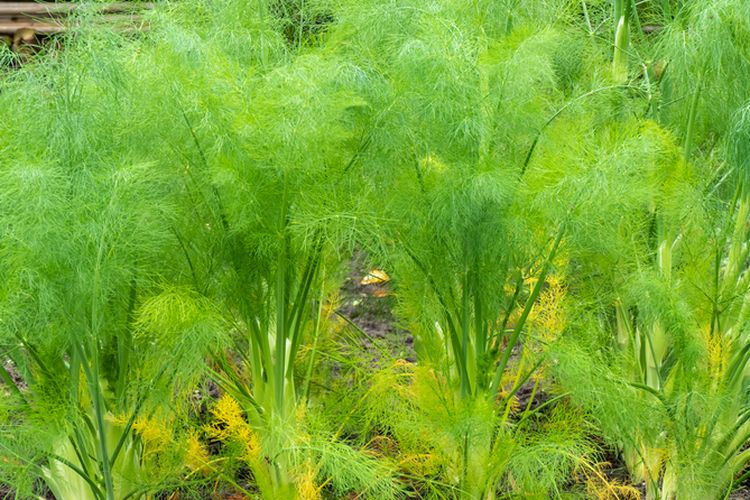 Ilustrasi tanaman adas atau funnel.