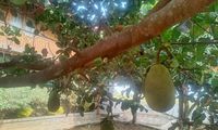 Menanam Nangka di Pekarangan, Menikmati Buahnya, Merasakan Hematnya