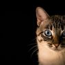 Mengenal Ragam Vaksin untuk Kucing