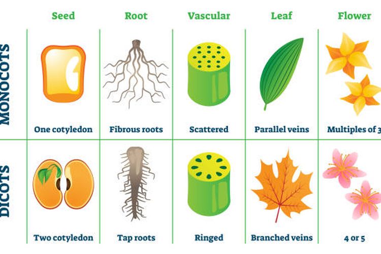 Ilustrasi perbedaan tumbuhan monokotil dan dikotil.