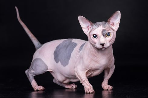 Kucing Bambino, Persilangan antara Sphynx dan Munchkin Berkaki Pendek