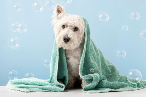8 Cara Cepat dan Efektif Hilangkan Bau Anjing dari Rumah