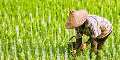 Lindungi Petani dan Peternak, Asuransi Pertanian Siap Diterapkan Serentak Tahun 2021