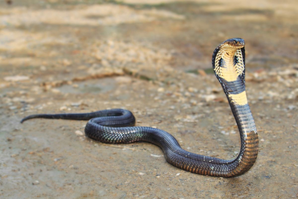 Ular king cobra (Ophiophagus hannah)