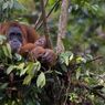 Wisata Bukit Lawang Sumut, Lihat Orangutan hingga Masuk Goa Kelelawar