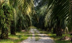 6 Dampak Deforestasi untuk Pembuatan Perkebunan Kelapa Sawit
