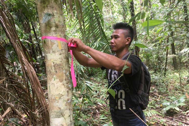 Seorang staf Wildlife Conservation Society (WCS) sedang melakukan pengukuran lokasi peneluran (nesting ground) burung maleo di Taman Nasional Bogani Nani Wartabone.