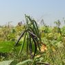 Banjir Demak Sebabkan Masa Tanam Terganggu, Produksi Kacang Hijau Terancam Turun