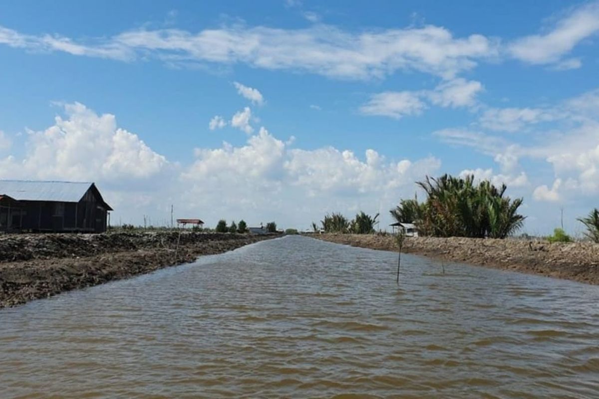 Food estate di Kalimantan Tengah