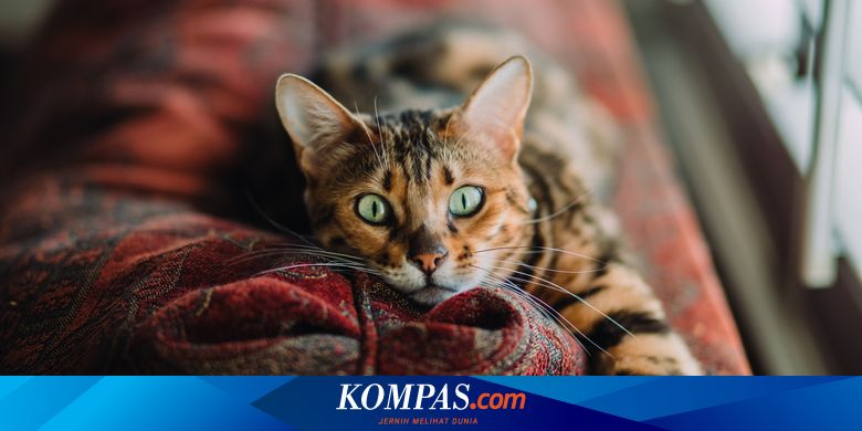 Melatih Kucing agar Tidak Lagi Hobi Menggaruk Furnitur