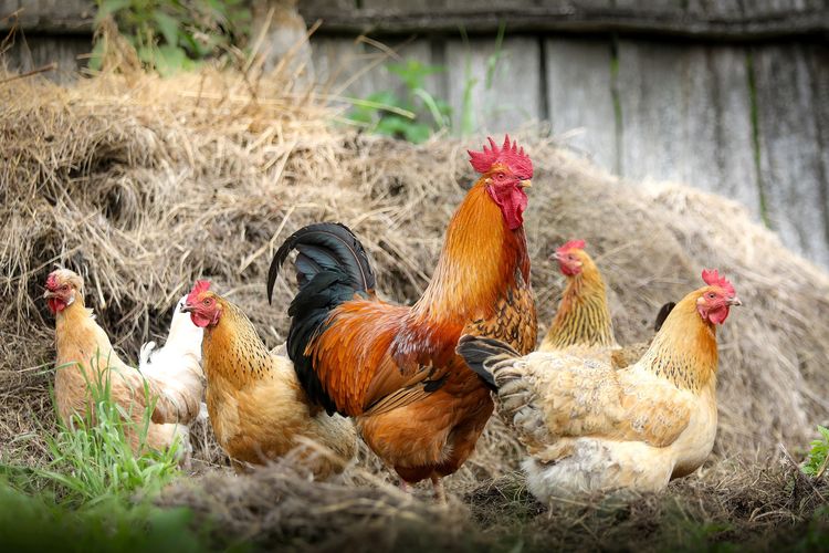 Ilustrasi ayam, virus flu burung menyerang unggas dan dapat menular ke manusia.