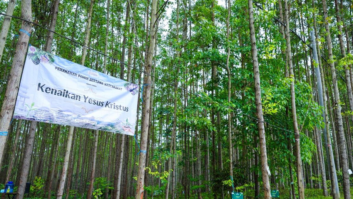 Otorita IKN Sediakan 150 Bibit Endemik Kalimantan bagi Pengunjung yang Ingin Tanam Pohon Selama Libur Panjang