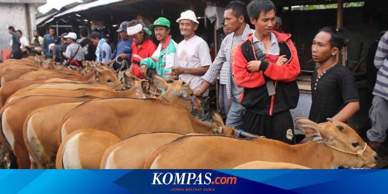 Pasar Beringkit Awal Perjalanan Sapi Bali Halaman All Kompas Com
