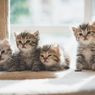 Kenali, Ini Fase Enam Minggu Pertama Kehidupan Anak Kucing