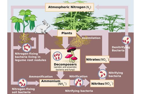 Bagaimana Cara Organisme Memperoleh Nitrogen?