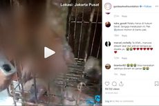 5 Anjing Mati Disiram Cairan Kimia, Pelakunya Diduga Alami Gangguan Jiwa