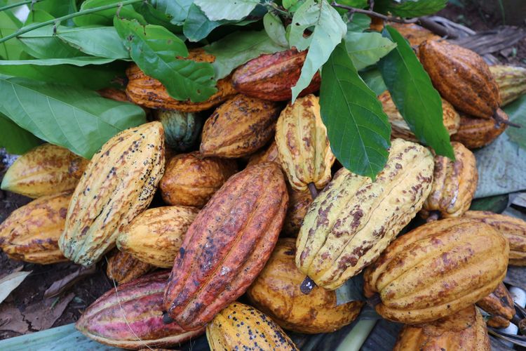 Ilustrasi buah kakao dari kebun masyarakat Nglanggeran