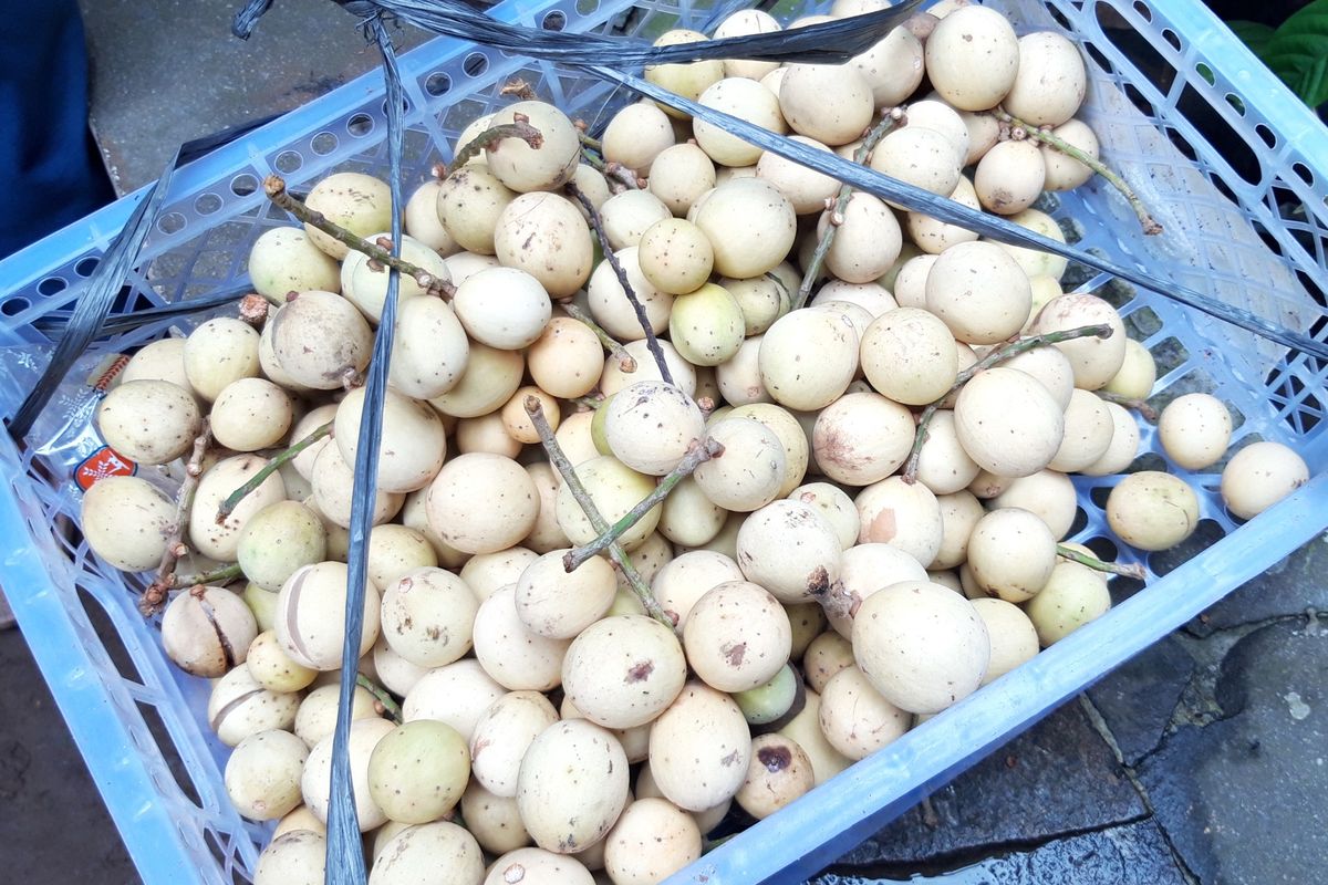 Hasil buah duku di Cagar Buah Condet, Jakarta Timur