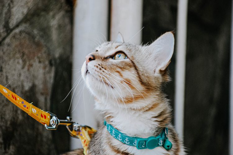 Melatih kucing mengenakan harness.