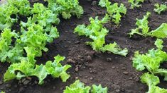 Manfaatkan Lahan 4x8 Meter, Jurnalis di Maumere Panen Sayur dan Raup Cuan