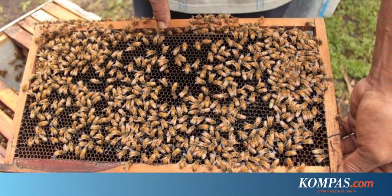 Mandor Di Ptpn Viii Garut Tewas Disengat Kawanan Lebah