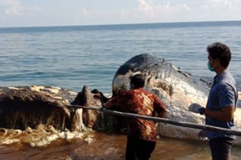Bangkai Paus Sepanjang 15 Meter Ditemukan Terdampar di Bali