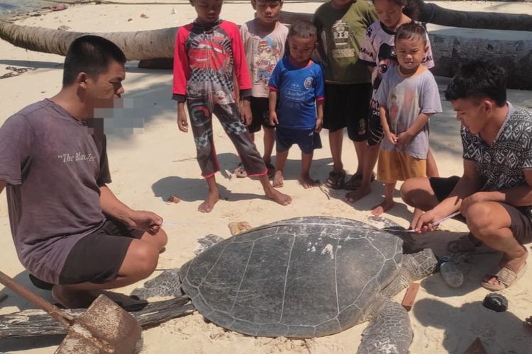 Ironi Pembunuhan Penyu Hijau di Berau Kaltim: Perut Diduga Disayat, Telur Diambil