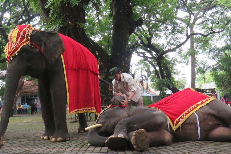 Gajah sumatera koleksi KBS unjuk kebolehan dalam aksi kampanye pelestariannya.