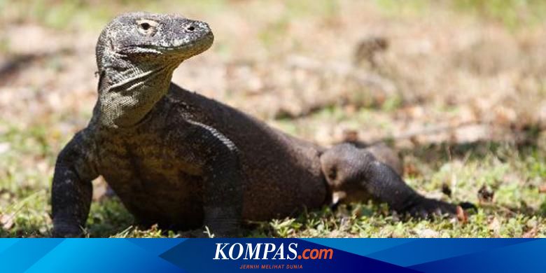 Perubahan Iklim Ancam Kehidupan Komodo Ini Faktanya Halaman All Kompas Com