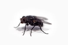 Tak Hanya Sampah, Ini 5 Penyebab Banyak Lalat di Rumah