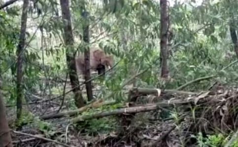 Animals Gone Wild: Two Wild Elephants Roam around Village in Indonesia’s Riau
