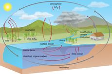 Daur Biogeokimia, Penjelasan Lengkap Setiap Daurnya